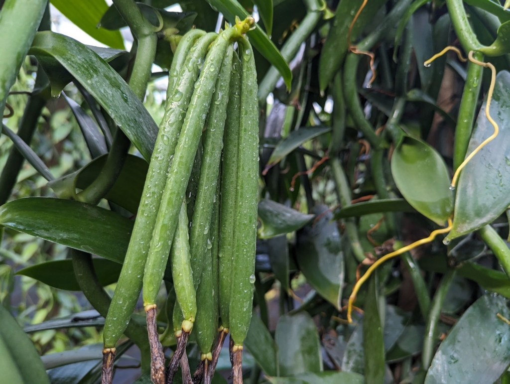 Vanilla beans